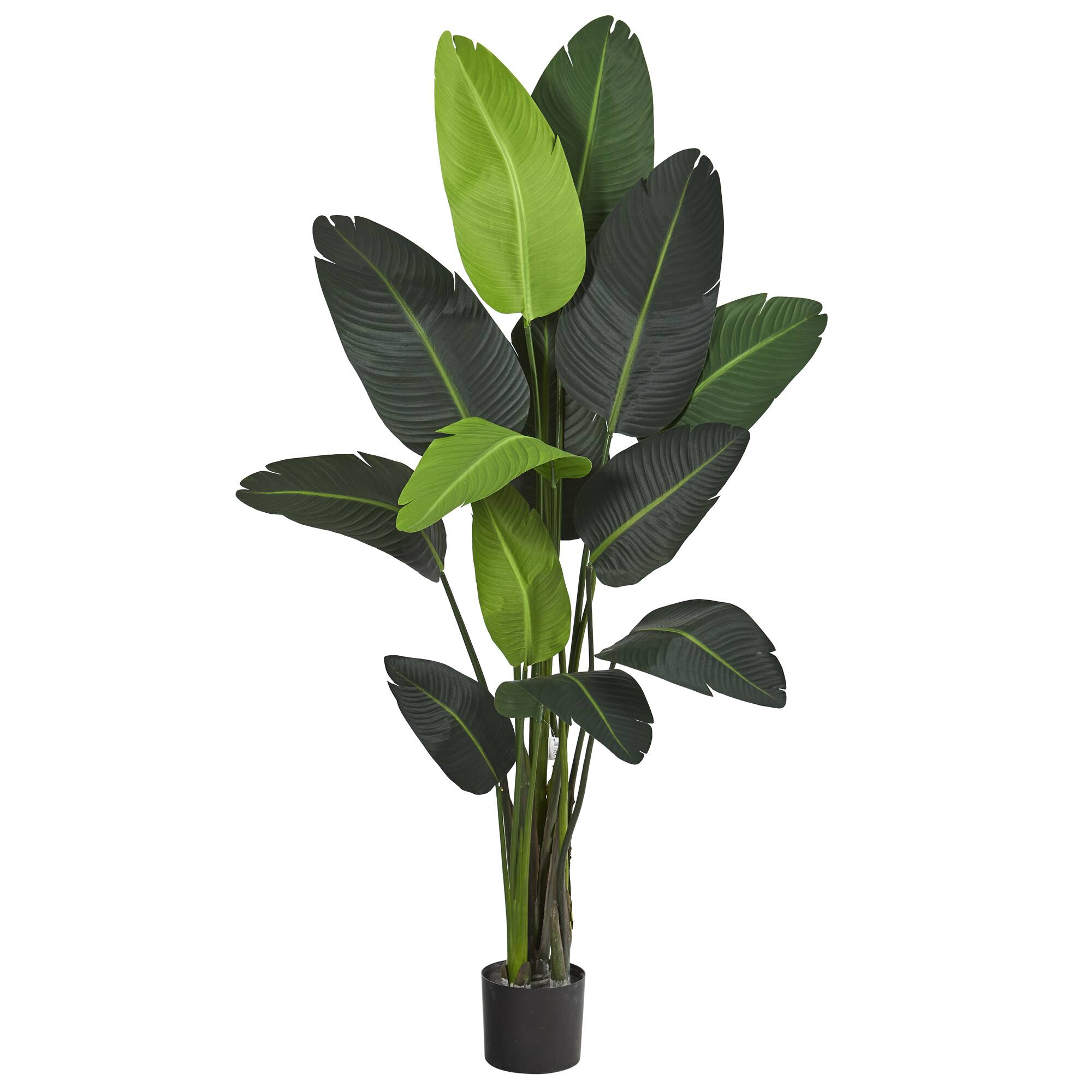 6ft. Potted Travelers Palm Tree